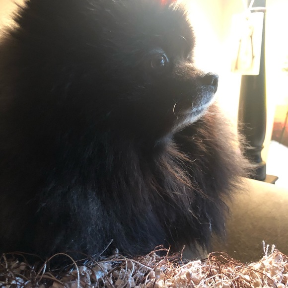 Meet your Posher, Suzanne - Picture 3 of 4